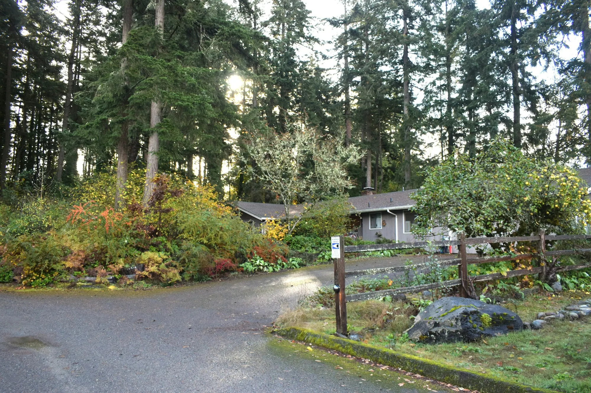A wooded residential road with homes set back