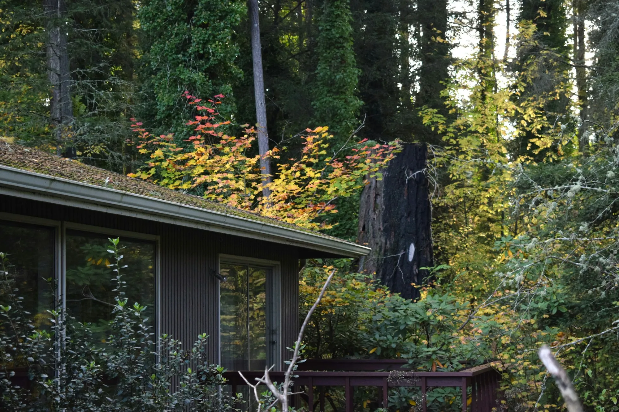A mid-century home surrounded by tall trees