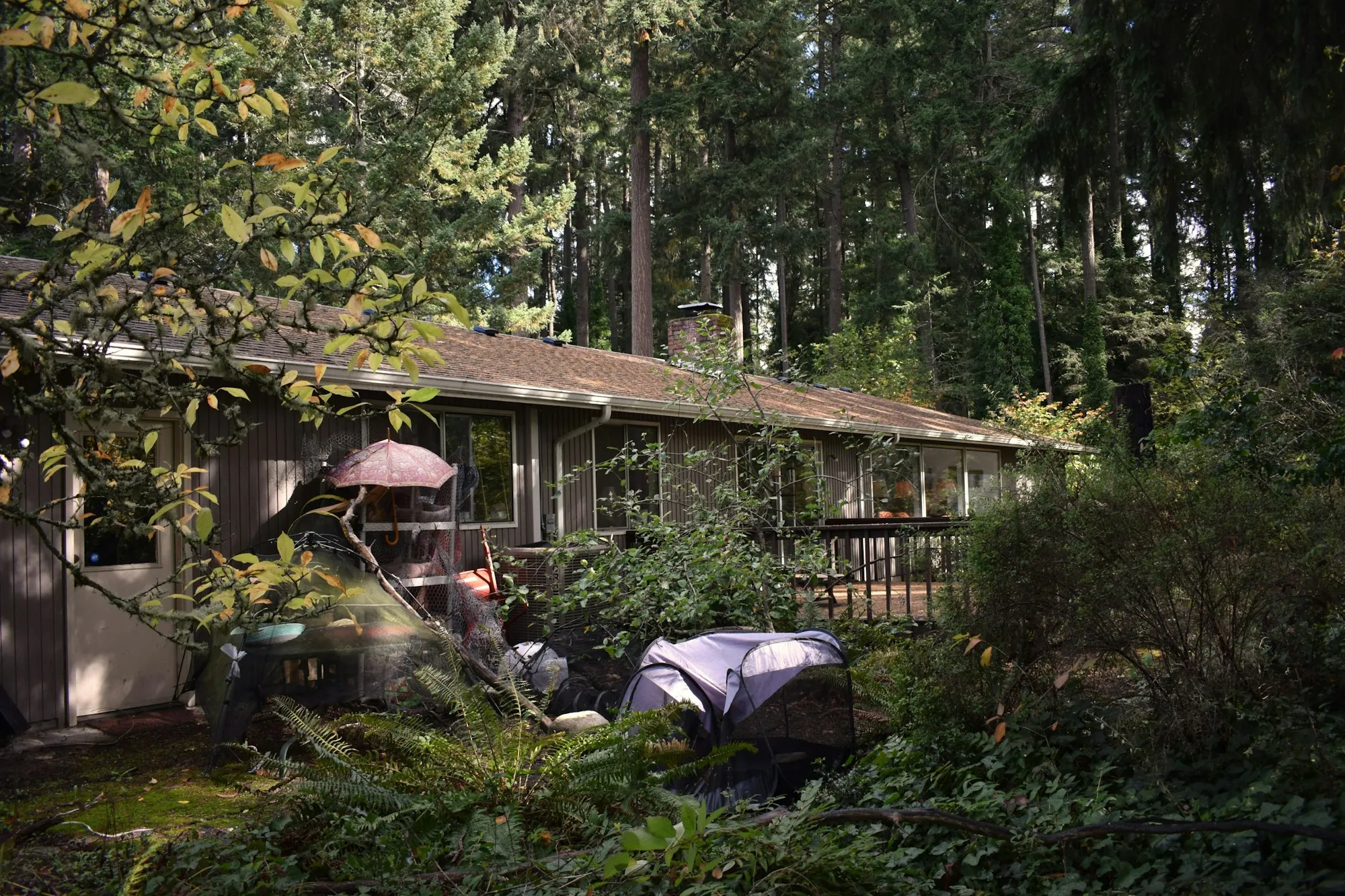 A single-storey home among evergreens